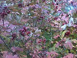 Viburnum opulus, or European cranberrybush.