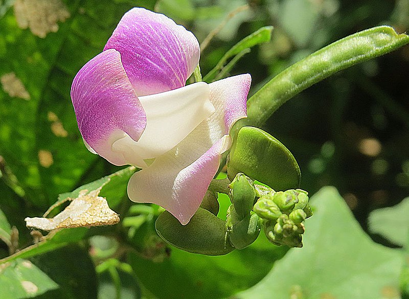 File:Vigna adenantha (24976489486).jpg