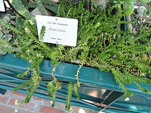 Villadia batesii - Botanical Garden di Kaisaniemi, Helsinki - DSC03710.JPG