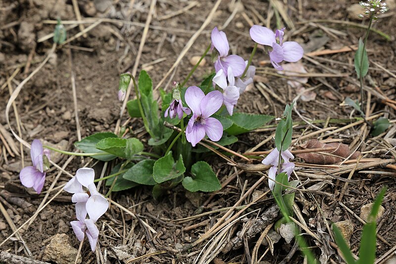 File:Viola hirta TK 2021-04-22 1.jpg