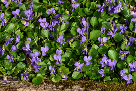 Planche de violettes naturellement essaimées