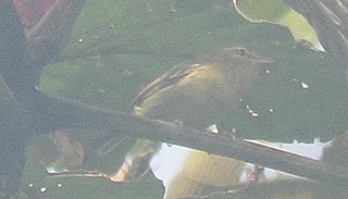 Chocó vireo Species of bird