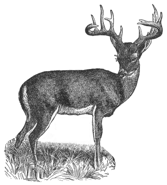 File:Virginia deer.png