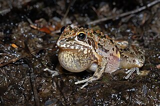 <span class="mw-page-title-main">Freycinet's frog</span> Species of amphibian