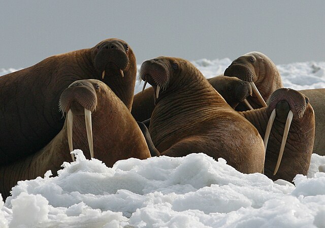קבוצה של ניבתנים נחים על קרחון באזור הקוטב הצפוני.