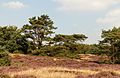 * Nomination Walking through flowering heaths and shifting sands of Schaopedobbe (Schapenpoel) in the Netherlands. --Agnes Monkelbaan 05:31, 20 November 2016 (UTC) * Promotion  Support Good quality. --Johann Jaritz 05:54, 20 November 2016 (UTC)