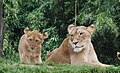African Lions (Panthera leo)}}