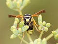 * Nomination A head of a "French paper wasp" (Polistes gallicus). The sun was hidden and the guy was taking a nap, that's why I could focus on the head with care. - Alvesgaspar 18:24, 29 August 2007 (UTC) * Decline This one's DOF is really too shallow. If only the head was very crisp... Lycaon 18:44, 29 August 2007 (UTC) The colors are very nice, but the composition is unfortunate because of low DoF on the Wasp. Therefore, the flowers appearing distracting and give more picture guidiance than the head of the Wasp will do. Furthermore the noise level is on the borderline, not to mention the slight overexposure. --Richard Bartz 18:47, 29 August 2007 (UTC)