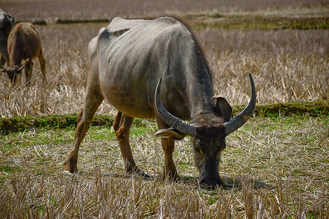 Water buffalo