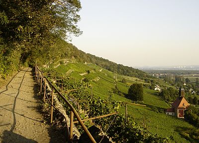 Saxony (wine region)