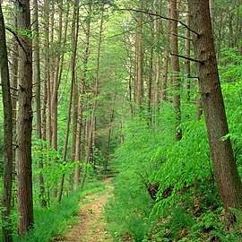 Weiser State Forest Walking Path.jpg