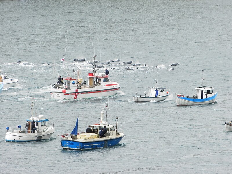 File:Whaling in the Faroe Islands in August 2012.JPG