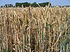 Wheat juillet 2006.jpg