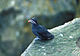 Whiskered Auklet351.jpg