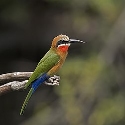 Abelharuco-africano (Merops bullockoides), rio Linyanti, Namíbia. Eles têm uma testa branca distinta, uma cauda quadrada e uma mancha vermelha brilhante na garganta. Nidificam em pequenas colônias, cavando buracos em falésias ou bancos de terra. Eles geralmente podem ser vistos em árvores baixas à espera de insetos para caçar. Fazem isso fazendo voos rápidos de falcoaria ou deslizando para baixo antes de pairar brevemente para pegar a presa. (definição 3 651 × 3 651)