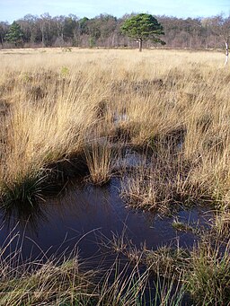 Whitmoor Common Grassland - geograph.org.uk - 640558