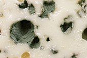 Moisissure gris-bleu, d'aspect velouté, dans les cavités d'un fromage blanc-ivoire.