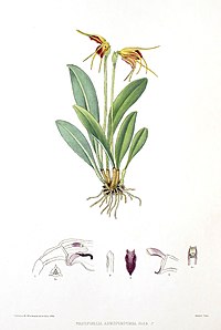 Masdevallia auropurpurea Masdevallia bicolor