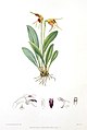 Masdevallia bicolor (as syn. Masdevallia auropurpurea) plate in: Florence H. Woolward: The Genus Masdevallia, (1896)