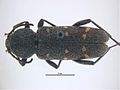 Thumbnail for Xylotrechus mormonus