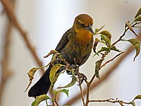 Blackbird, Yellow-hooded ♀ Chrysomus icterocephalus