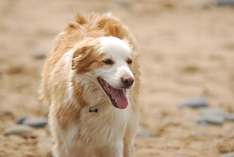 File:Yellow Border Collie.jpg