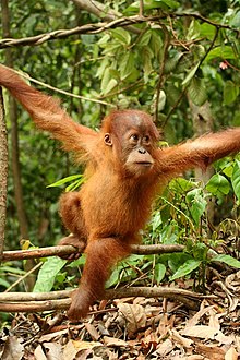 Un piccolo orango, nel centro di riabilitazione di Bukit Lawang