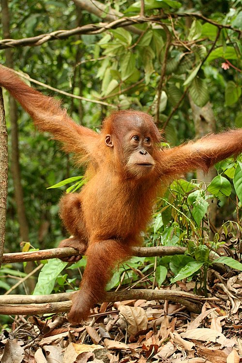 Young orangutan in the national park