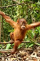 An orang utan in Bohorok Orangutan Centre, Indonesia.