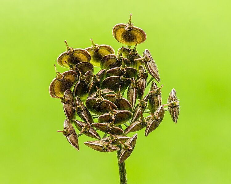 File:Zaaddozen van gewone berenklauw (Heracleum sphondylium). 10-08-2023. (actm.) 02.jpg