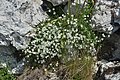 * Nomination The Cerastium uniflorum in Gröden, (Dolomites) - 2100 m. --Moroder 19:17, 12 July 2015 (UTC) * Promotion Very good quality. --Cayambe 08:21, 13 July 2015 (UTC)
