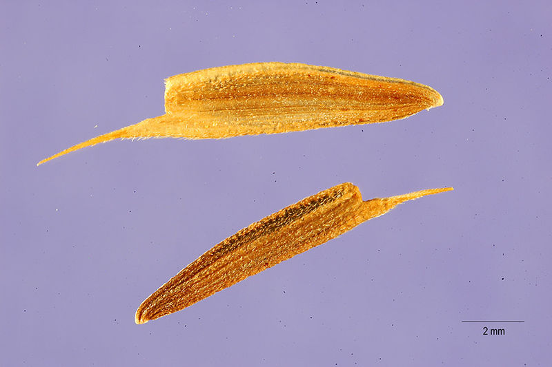 File:Zinnia peruviana seeds.jpg