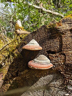 Zwei Baumschwämme an einem gefälltem Baum