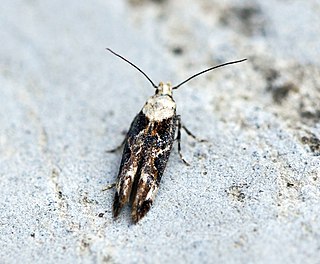 <i>Mompha divisella</i> Species of moth