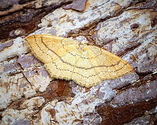 <i>Cyclophora linearia</i> Species of moth