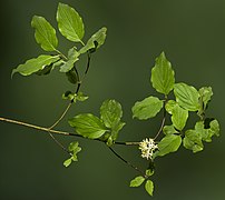 Cornus sanguinea (Common dogwood) - Leaves and inflorescence