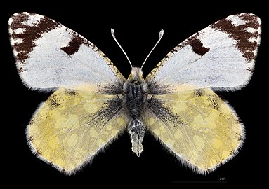 Euchloe crameri ♀ MHNT