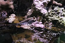 Side view of the Atlantic mudskipper propped up on land using pectoral fins Obyknovennyi ilistyi prygun (Periophthalmus barbarus).JPG