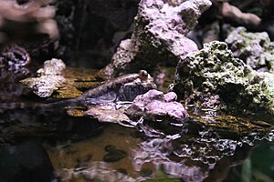 Atlantic Mudskipper