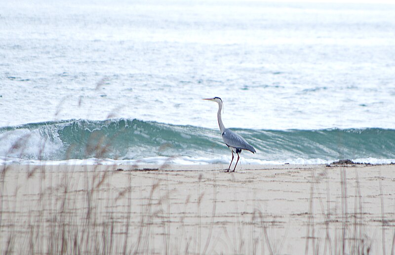 File:Серая цапля - Ardea cinerea - Grey heron - Сива чапла - Graureiher (31314206124).jpg