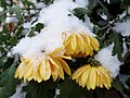 Хризантеми під снігом. Chrysanthemum under snow.jpg