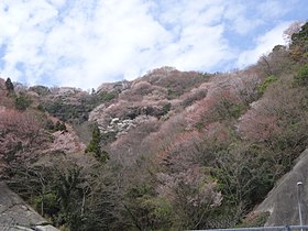 Kirsikoita Onoyaman solassa Wakayaman rajalla