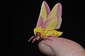 "-_7715_–_Dryocampa_rubicunda_–_Rosy_Maple_Moth_(20503349271).jpg" by User:Rudolphous