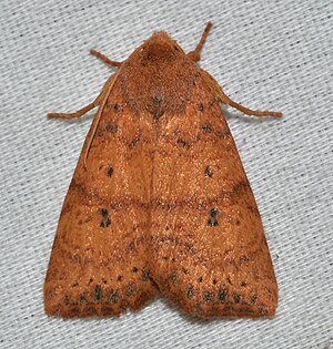 - 9961 – Anathix ralla – Dotted Sallow Moth (44692581382).jpg