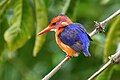 * Nomination African pygmy kingfisher at Kibale forest National Park --Giles Laurent 06:54, 8 November 2023 (UTC) * Promotion  Support Good quality. --Ercé 07:04, 8 November 2023 (UTC)