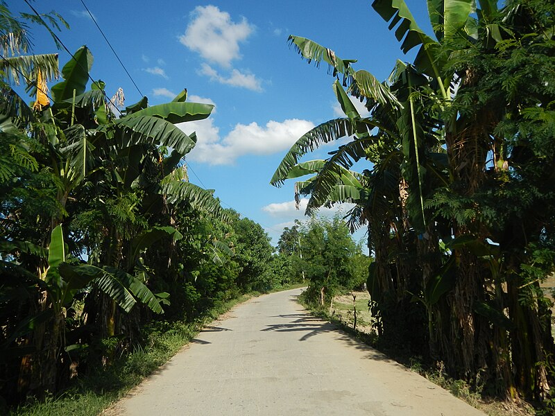 File:05072jfFarm Roads Trees Gulap Fields Santo Rosario Candaba Pampangafvf 09.JPG