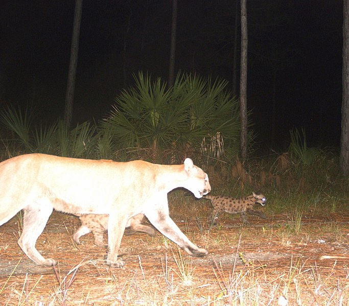 File:11 2 12 - Second family - Florida panther with 2 kittens (8291946600).jpg