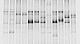 Temperature gradient gel electrophoresis