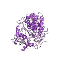 Modèle tridimensionnel de l'enzyme