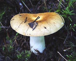 <i>Russula mustelina</i> Species of mushroom